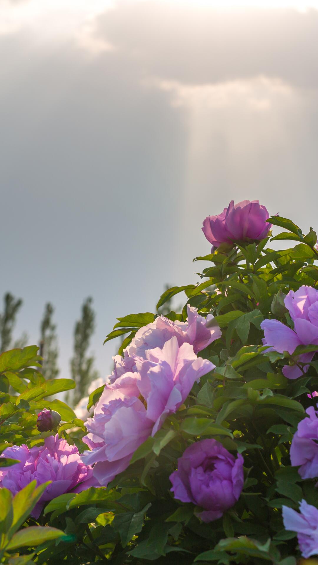 <span class="ezstring-field">kl_peony_active-ingredient_field_plant_2019 -29- 367x460</span>